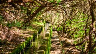 Levada mit Flechten und Mossen auf Madeira