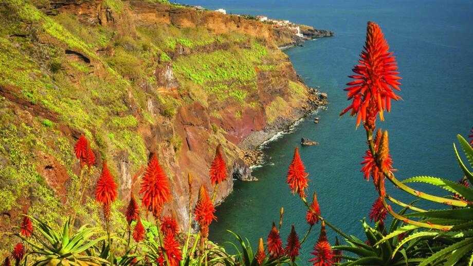 Steilküste auf Madeira mit roten Blumen