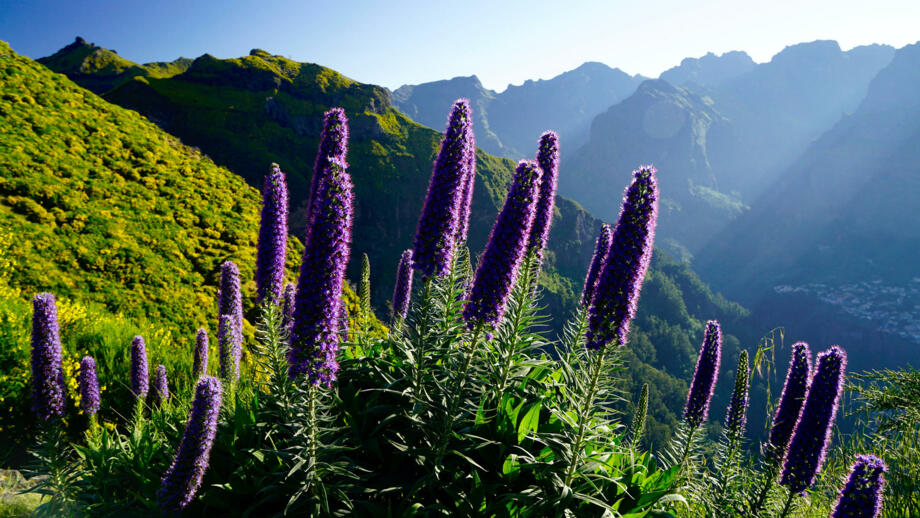 Blühender Madeira-Natternkopf an grünen Berghänen im Zentralgebirge Madeiras