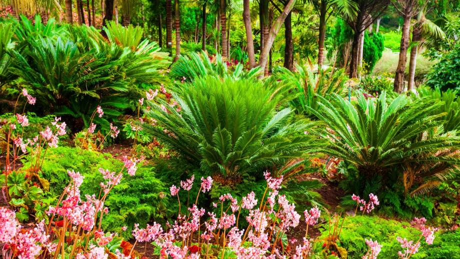 Farne und Blumen auf Madeira