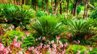 Farne und Blumen auf Madeira