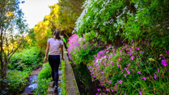 Wandererin entlang einer Levada auf Madeira mit üppigem Grün