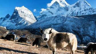 nepal-hikpa-yak-on-pasture-and-ama-dablam-peak-shutterstock_67728469.jpg