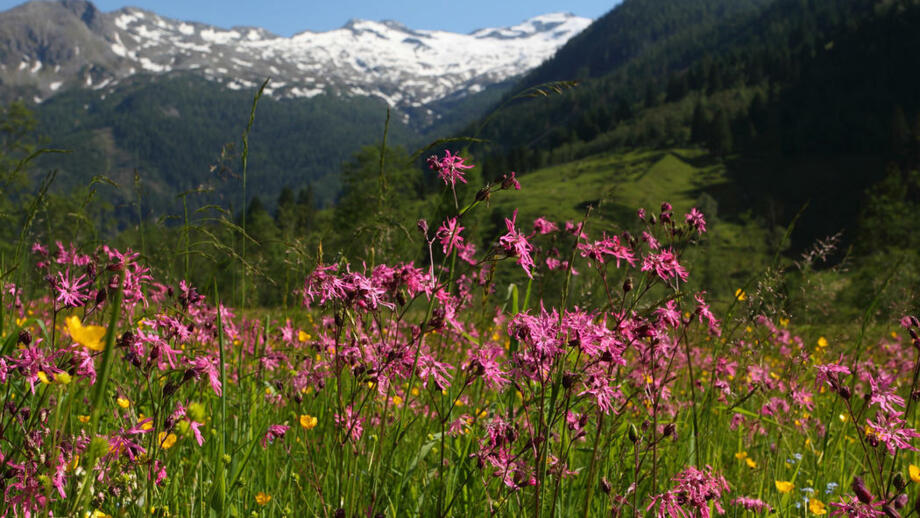 blumenwiese-huettschlag-talschluss.jpg