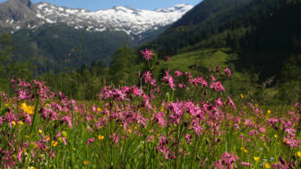 blumenwiese-huettschlag-talschluss.jpg