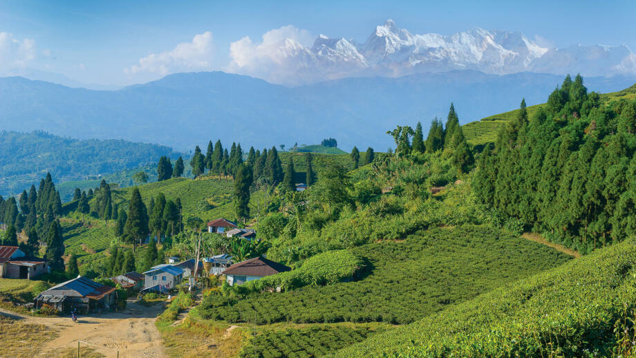 nepal-hiaho-teegarten-kanayam-ilam-shutterstock_1249500976.jpg