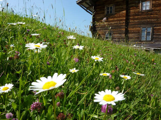 Wildschönau Wandern