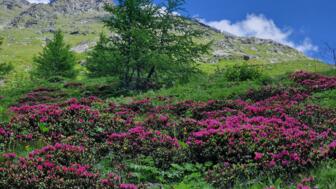 oesterreich-virgental-hhvirgen-roessler222220240628-1448.jpg