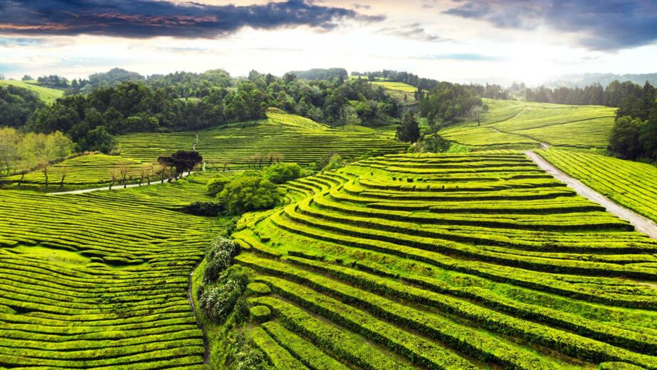 Teeplantage auf der Azoreninsel Sao Miguel