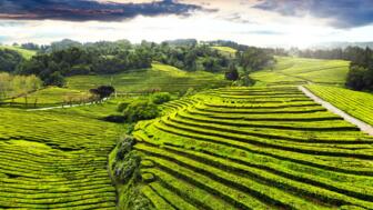 Teeplantage auf der Azoreninsel Sao Miguel