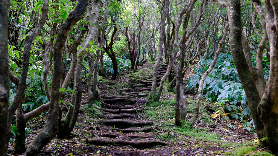 Wanderpfad durch knorrigen Wald auf der Insel Faial auf den Azoren