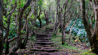 Wanderpfad durch knorrigen Wald auf der Insel Faial auf den Azoren