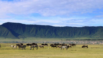 afrika-tansania-safaris-panorama-landschaft-natur-tiere-ngorongoro-733491877.jpg