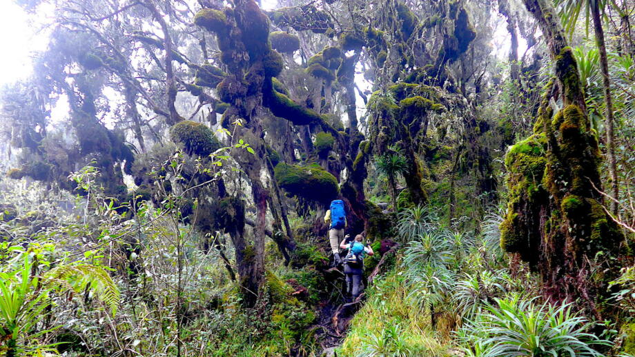 uganda-ruwenzori-trekking-7 P1160513.jpg