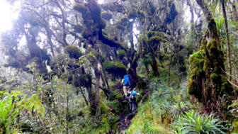 uganda-ruwenzori-trekking-7 P1160513.jpg