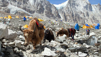 nepal-hihhe-caravan-of-yaks-in-everest-base-camp-shutterstock_1105350875.jpg