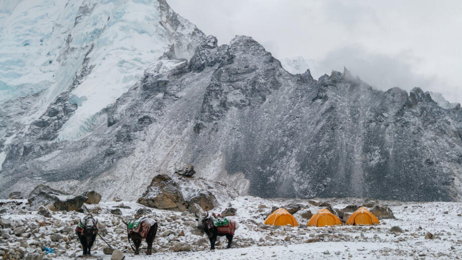 nepal-hiahs-three-of-yaks-and-tents-in-gorak-shep-village-shutterstock_1099408865.jpg
