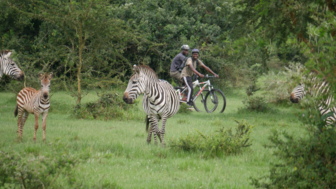 ZEBRA MIT BIKER 40%.jpg