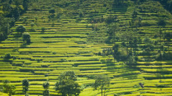 shutterstock_100522675_Besisahar_rice_RAMANA.jpg