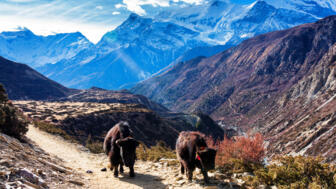 shutterstock_1311953954_Yak_RAMANA.jpg