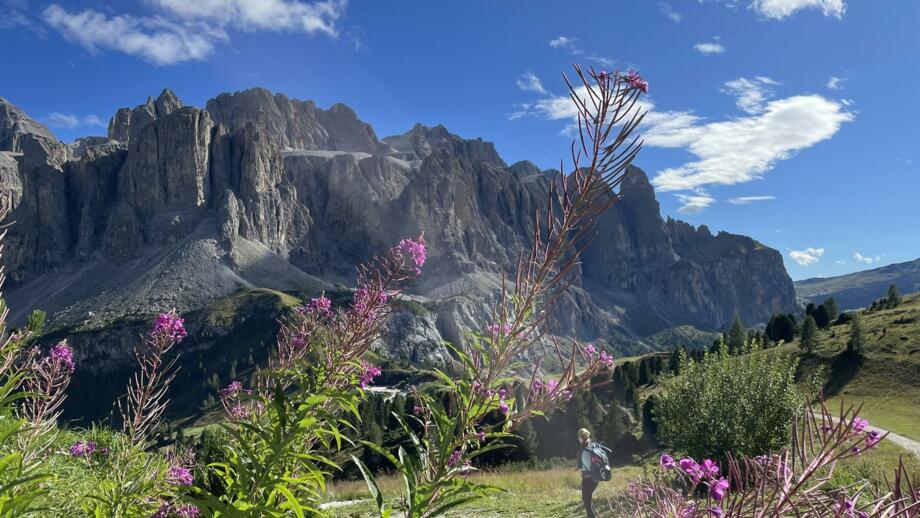 Dolomitenlandschaft mit Blumen im Vordergrund