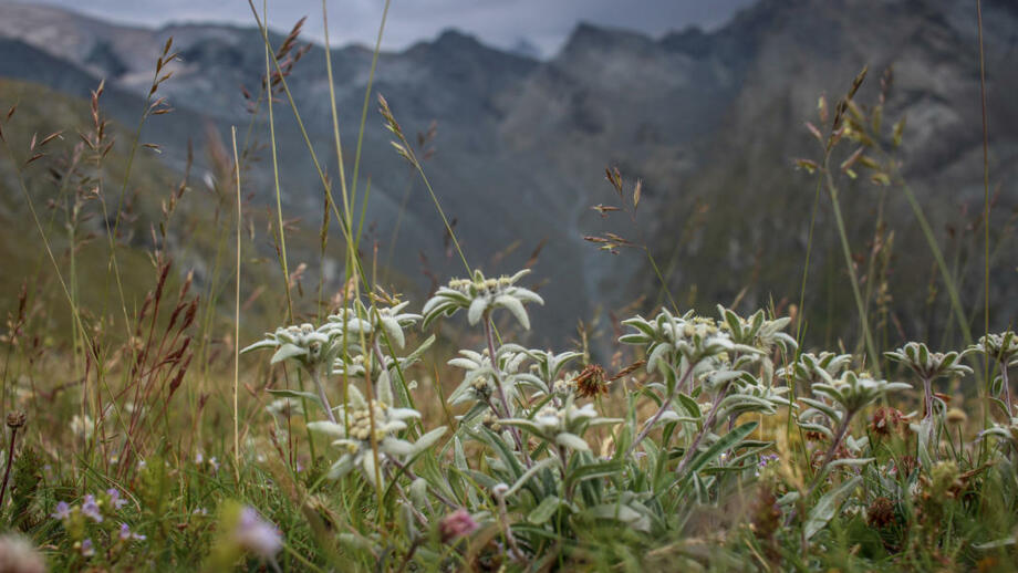 Schweiz_Wallis_Alphubel Überschreitung (31).jpg