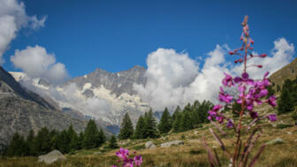 Schweiz_Wallis_Höhenweg Almagelleralp (12).jpg