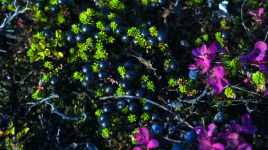 Kraehenbeeren.jpg