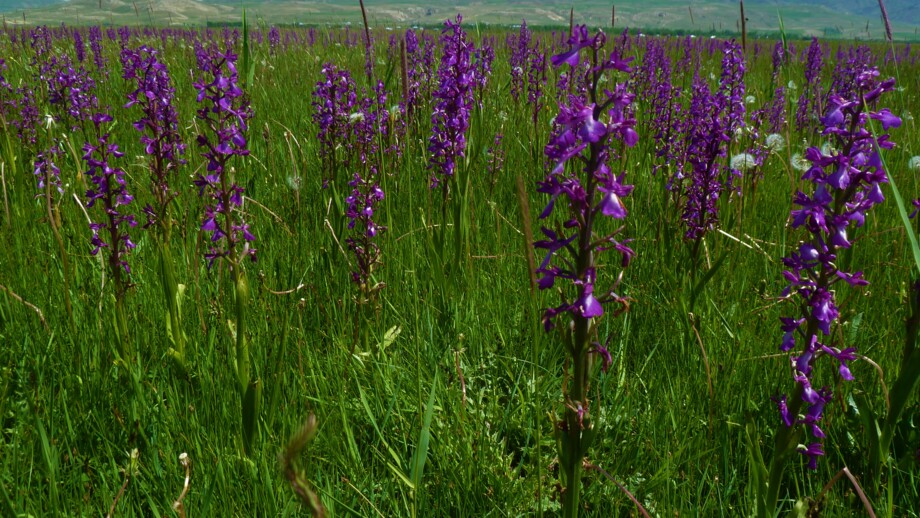 Eine Wiese mit lilafarbenen Orchideen.