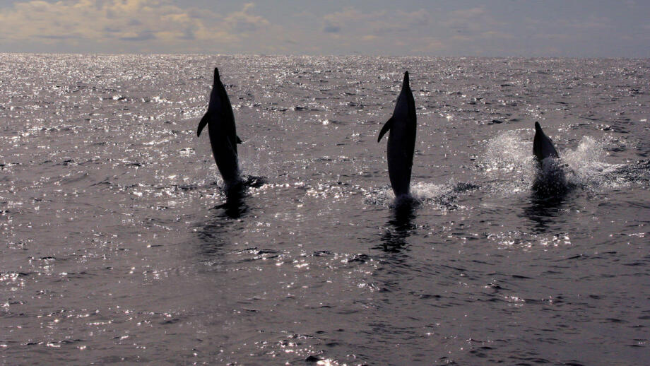 Delfine vor der Atlantikinsel Madeira
