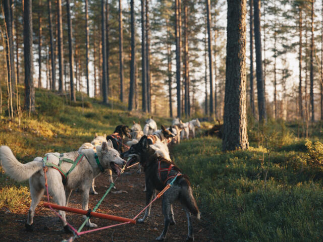 Ein Rudel Hunde, das an einen Hundeschlitten angeschirrt ist und durch die Wälder Schwedisch Lapplands läuft