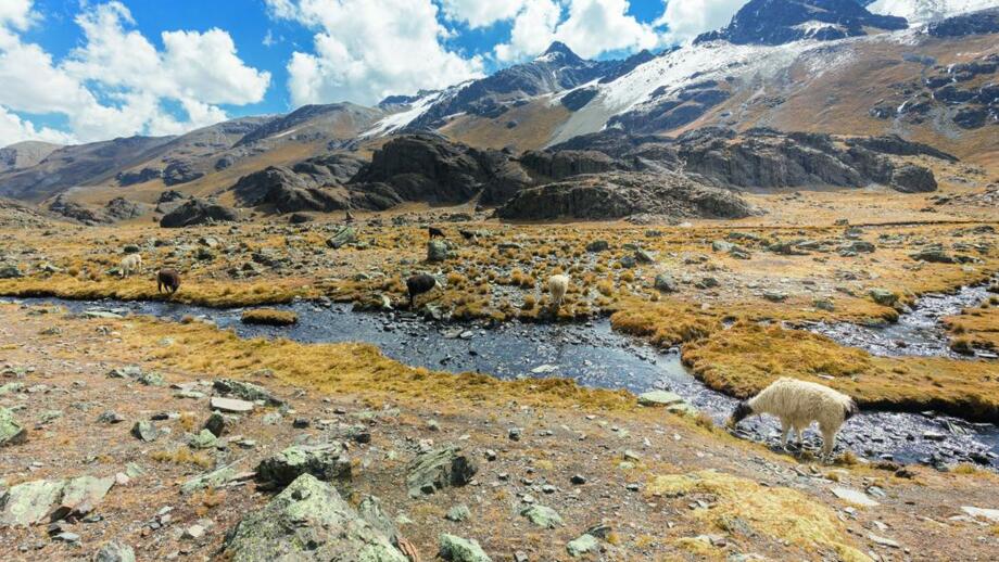 Andenlandschaft mit Bach und Lamas in der Cordillera Real