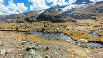 Andenlandschaft mit Bach und Lamas in der Cordillera Real