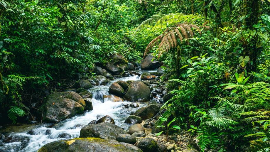 Aufnahme im Regenwald im Amazonas mit einem kleinem Fluss