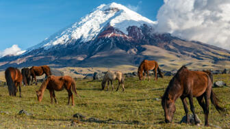 Aufnahme des Gletschers Cotopaxi im Vordergrund auf einer Weide mehrere Pferde