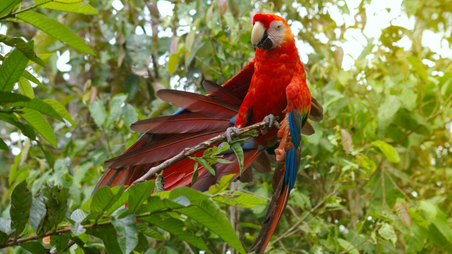 Ein Roter Papagei auf einem Ast in grüner Natur