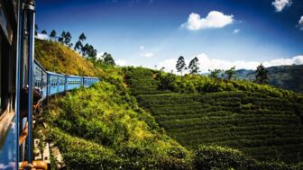Blauer zuf fährt duch die grünen teeplantagen im Hochland von Sri Lanka