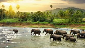 Elefantenherde im Udawalawe-Nationalpark watet durch einen Fluss mit grünen Feldertn, Palmen und einer Anhöhe im Hintergrund