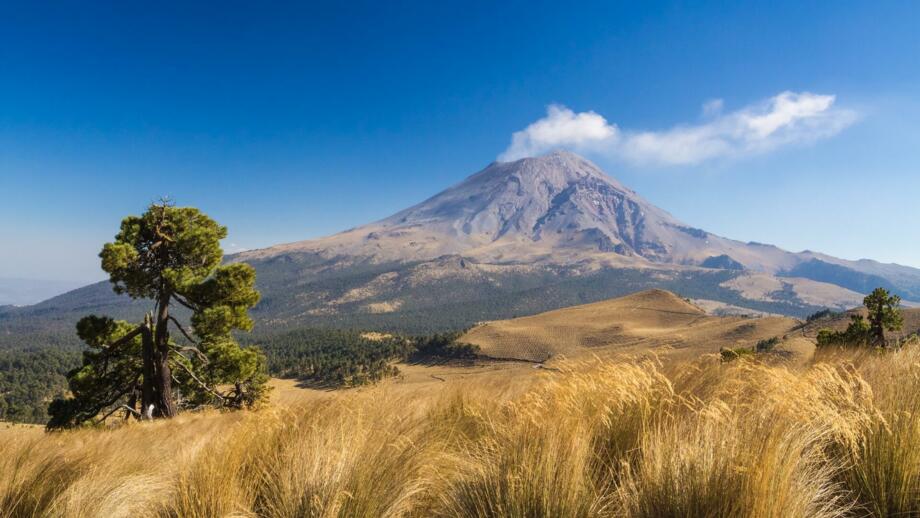 Vulkan Popocatepetl in Maxiko mit Bäumen im Vordergrund