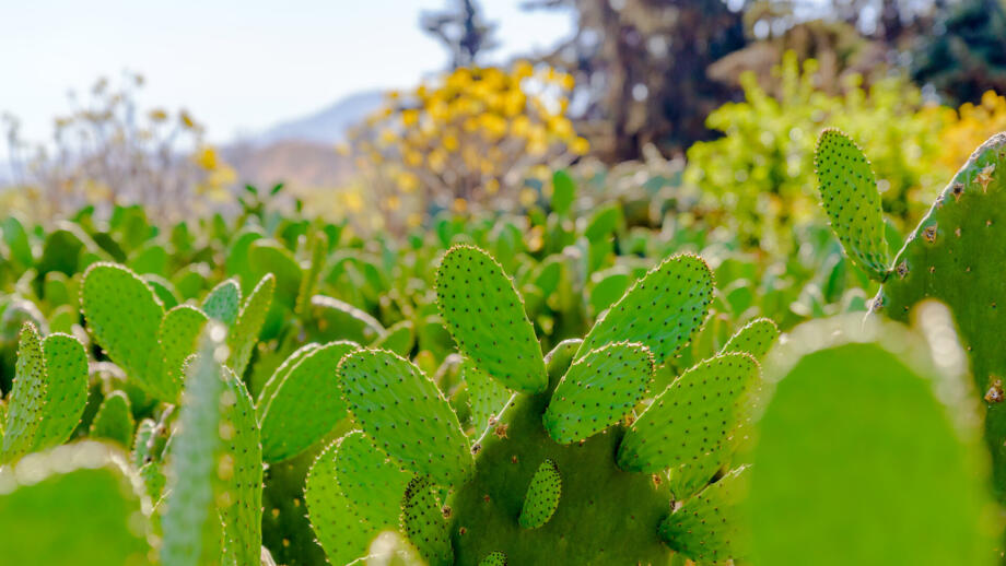 Kaktus-Plantage nahe Mexico City
