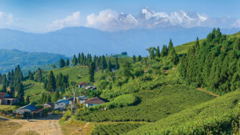 nepal-hiaho-teegarten-kanayam-ilam-shutterstock_1249500976.jpg
