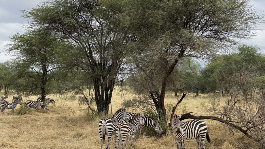 afrika-tansania-safaris-panorama-landschaft-natur-tiere-tarangire-zebras-1147.jpg
