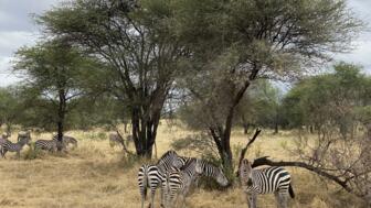 afrika-tansania-safaris-panorama-landschaft-natur-tiere-tarangire-zebras-1147.jpg