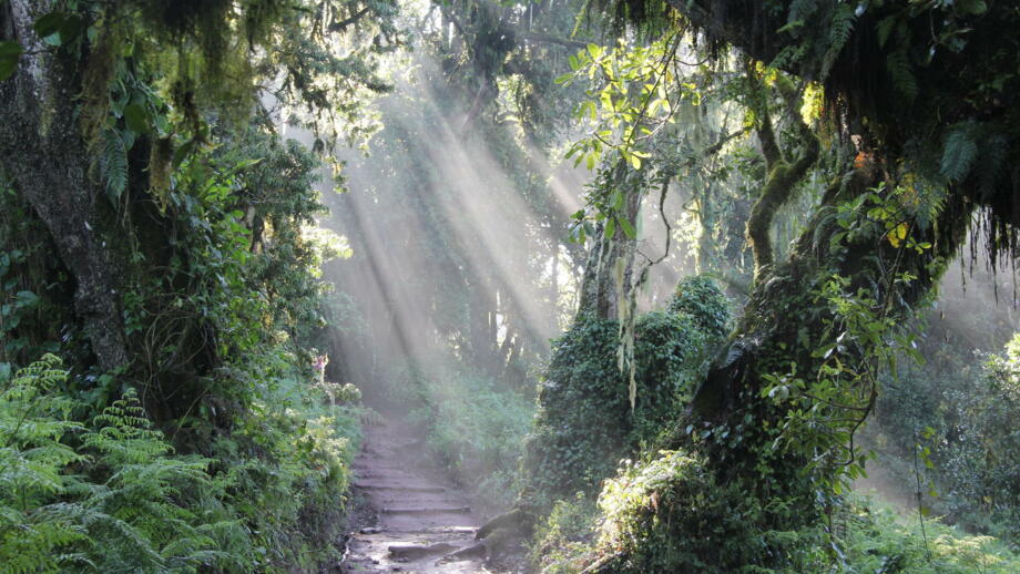 afrika-tansania-kilimandscharo-marangu route-IMG_6915.jpg