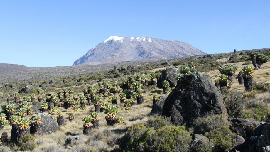 afrika-tansania-kilimandscharo-marangu route-IMG_7157.jpg