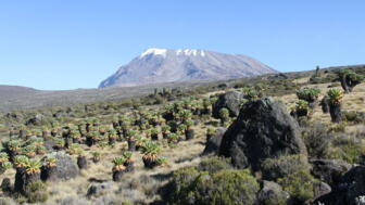 afrika-tansania-kilimandscharo-marangu route-IMG_7157.jpg