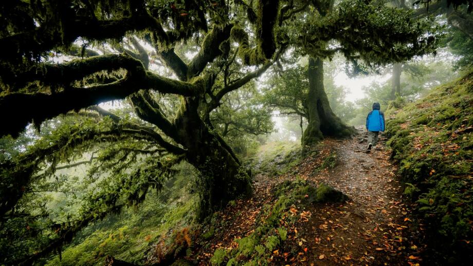 Die urwüchsigen Lorbeerwälder Madeira gehören zum Weltnaturerbe