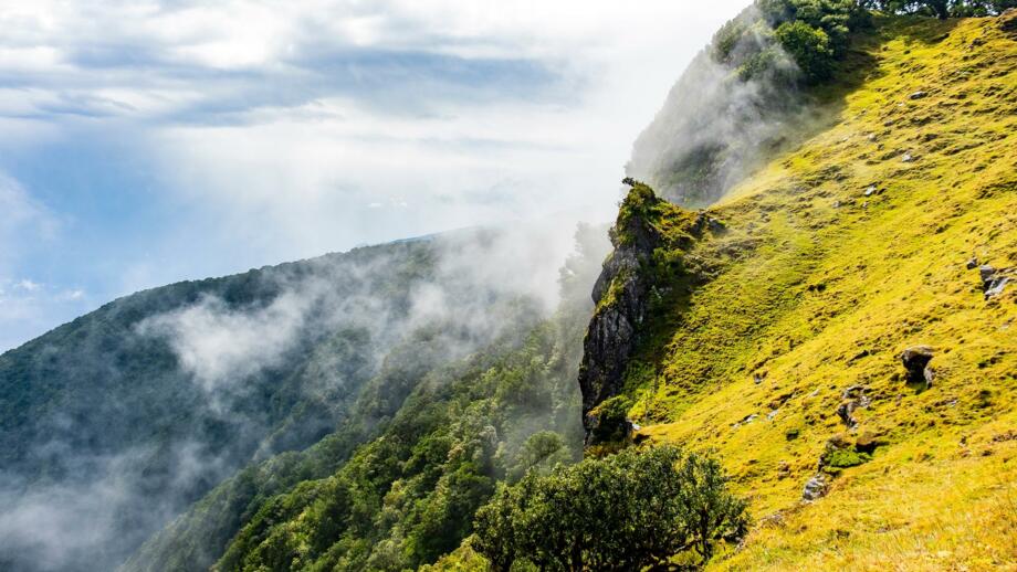 Raue grün gelbliche Landschaft des Fanal Laurisilva Waldes