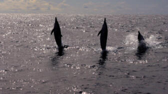 Delfine vor der Atlantikinsel Madeira