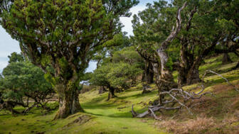 Wanderung durch den Lorbeerwald bei Fanal auf Madeira
